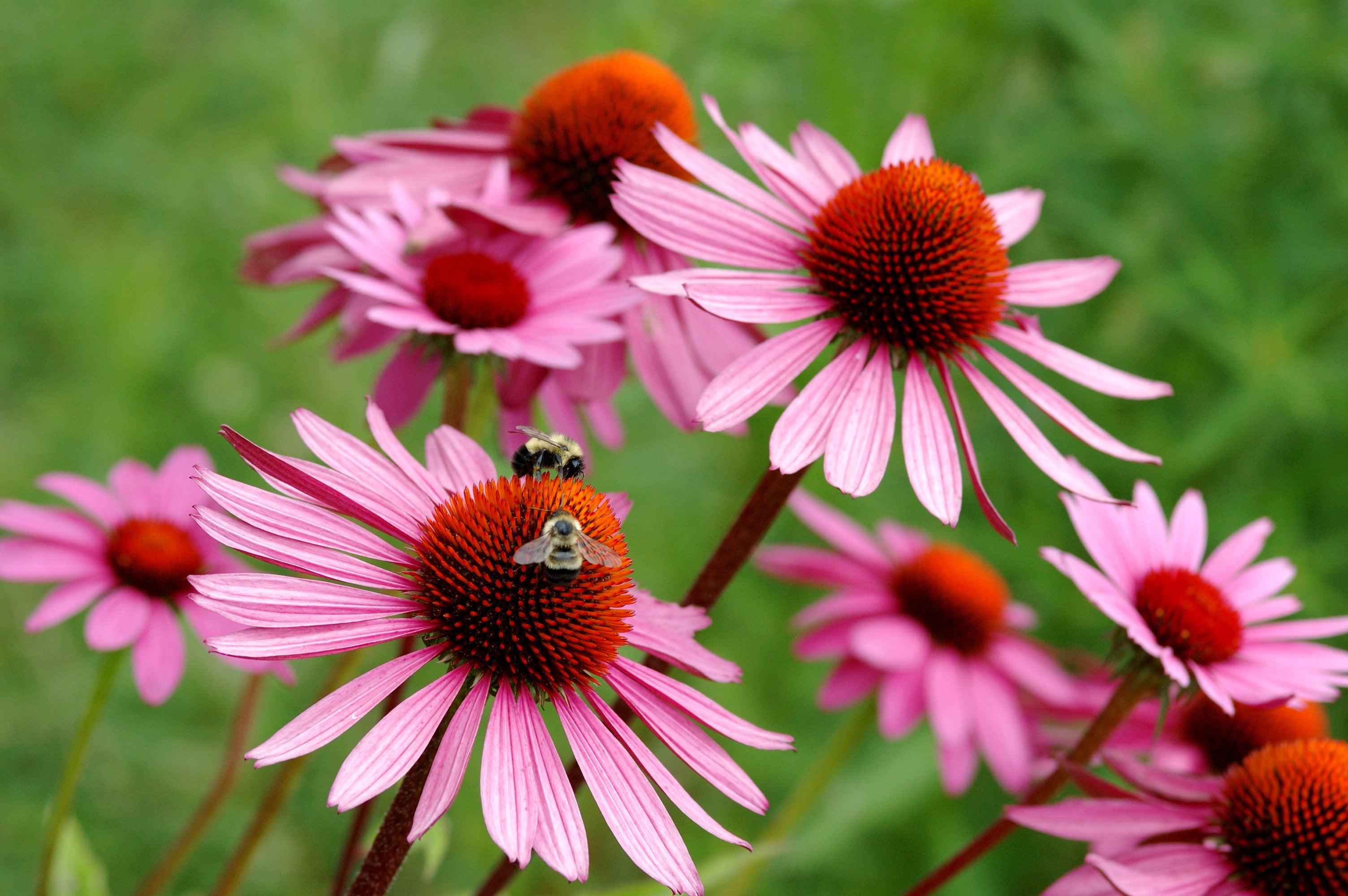 Echinacea: A Blooming History of Traditional Use