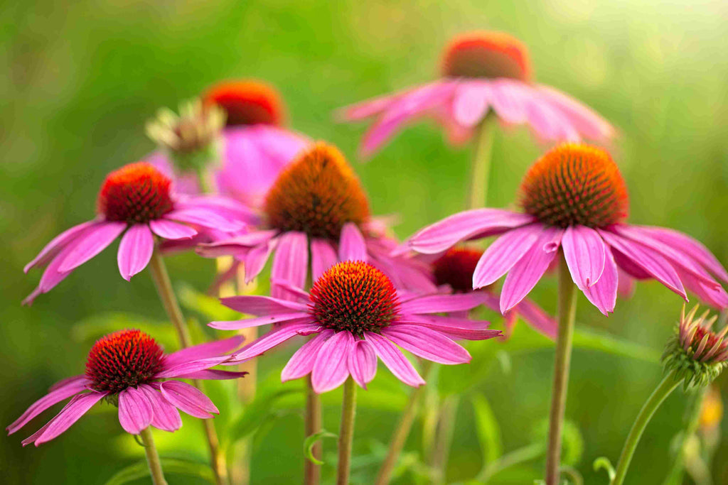 Spring Essential: Why Echinacea Should Be in Your Supplement Cupboard