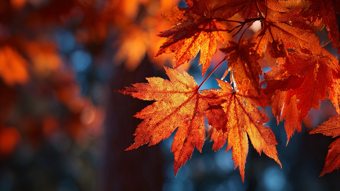 Preparing for the Colder Season: Supporting Your Body and Mind